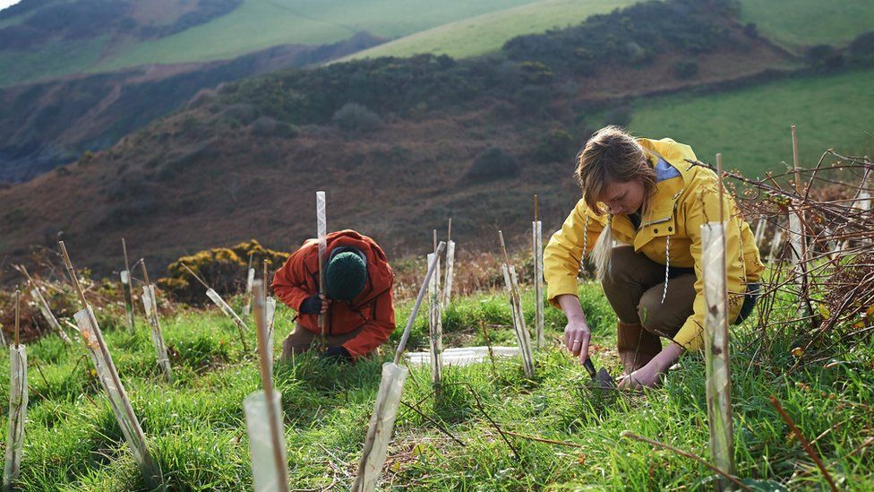 people planting saplings on a hillside