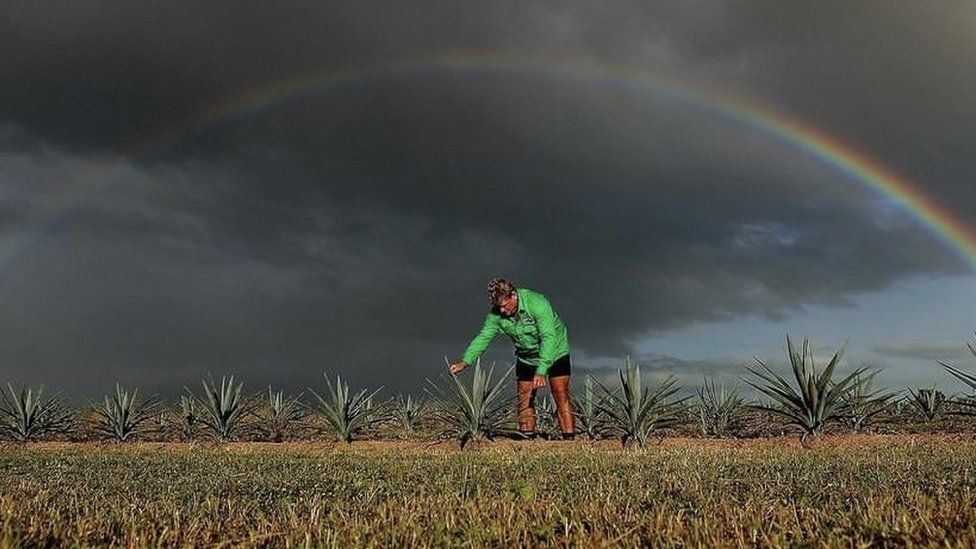 A worker tending to agave plants in Queensland
