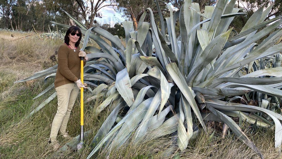 Rosemary Beale with an agave americana