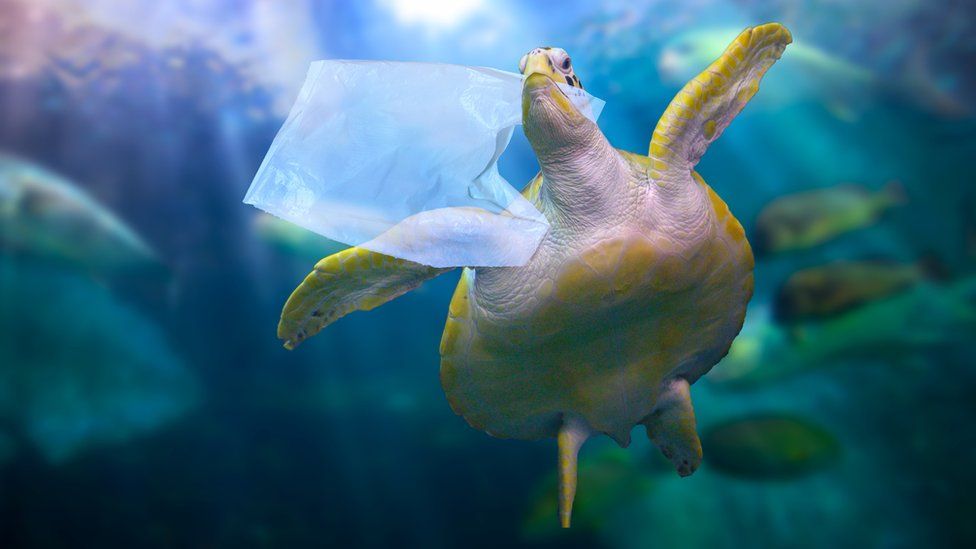 Turtle with plastic bag in its mouth